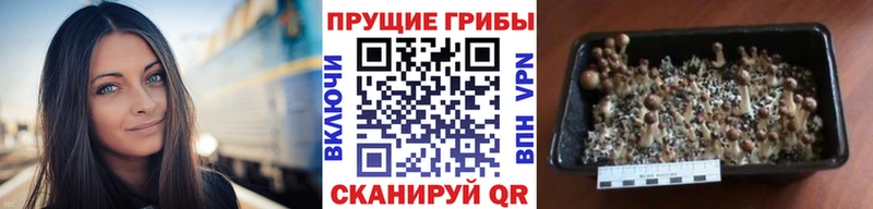 Псилоцибиновые грибы GOLDEN TEACHER  Алупка 
